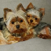 Cathy Smith (@cms55) 's Twitter Profile