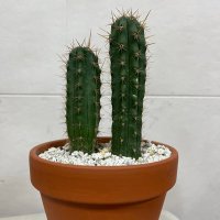 リモ🌵 (@6odka0ffh9d33tk) 's Twitter Profile