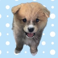 ポメ柴コンソメ♂2歳 (@pomesibakonsome) 's Twitter Profile Photo