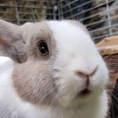 KuterinMotote's profile picture. Bunny  /) /)         
Blues  ( • ༝•)🌼