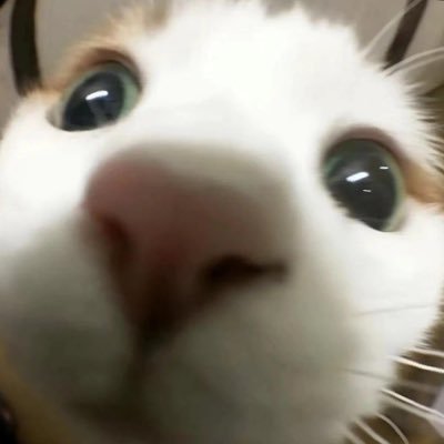 king11428's profile picture. 