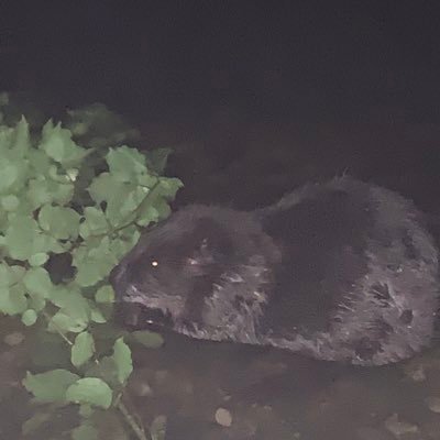 EvanPlum1's profile picture. CS is life