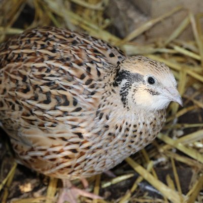 ourbitofsussex's profile picture. Living the Good life Whilst Running in the Rat Race.
Setting up a (small!) smallholding in Sussex around the day job and family life.