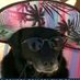 Todo Dia Cães (@tododiacaes) Twitter profile photo Todo Dia Cães (@tododiacaes) Twitter profile photo