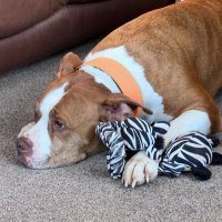 ☮️ Vickie ☮️ 🐾🧡🇬🇧 (@trixvix83) 's Twitter Profile Photo