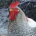 Constitutional Chicken Profile picture