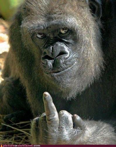 GetInsulted's profile picture. 