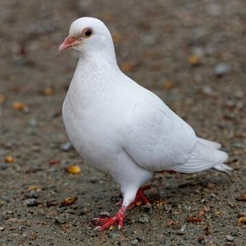 I am the pigeon that was strangled by an Azerbaijani eco-activist in the Lachin corridor. Hate environmentalists and fur coats.