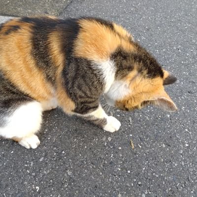 delivaru's profile picture. 