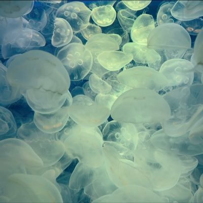 海月ちゃん (@puku2kurage12) / X