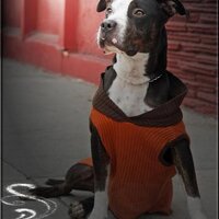 Young Sequoia (@youngsequioa) 's Twitter Profile
