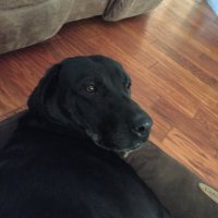 DogFart(@RussellMildner) 's Twitter Profile Photo