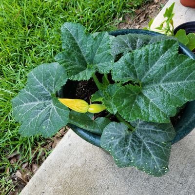 reapsower's profile picture. learner