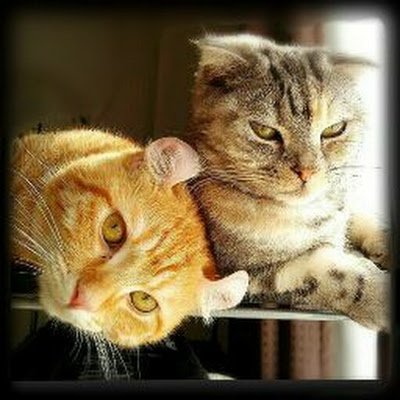 gloria_nissy's profile picture. 皆さん,おはようございます、こんにちは、こんばんは♪♪🐈️

何気ない日々の日常など,ゲーム関連載せてます♪

運命とは…避けて通った道で、人は運命に出会う。
・PUBGm・DBD・ロケットリーグ・OW2・原神・鳴潮・第五人格・マリカー8
・ボルダリング
・ガラスフィルム施工技士