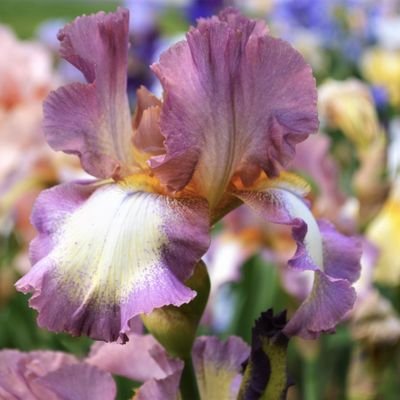 A house garden with over 200 different varieties of tall bearded iris.  We are a designated HIPS (Historical Iris Preservation Society) Display Garden.