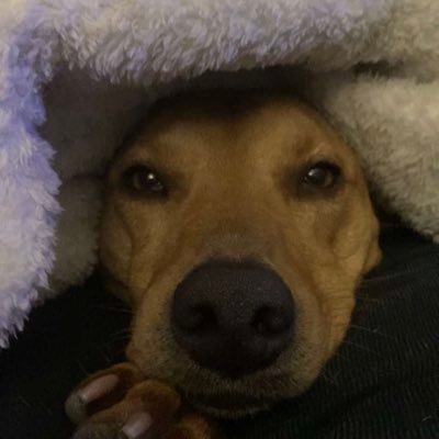 dogmom_411's profile picture. my personal diary DO NOT READ