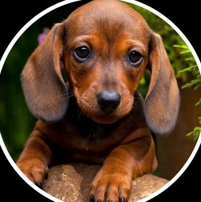 Welcome to the #dachshund Lovers page! Follow us for smile This page is dedicated for all #dachshund Owners and Lovers