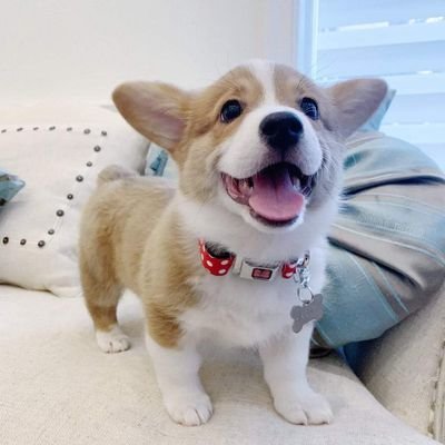 Welcome to the #corgi Lovers page! Follow us for smile 😊 This page is dedicated for all #corgiowners and Lovers