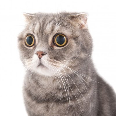 ViyataBhakti's profile picture. Yang follow, pasti difollow balik.