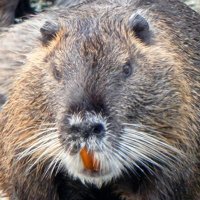 E. Muskrat(@ElmoMuskrat) 's Twitter Profile Photo