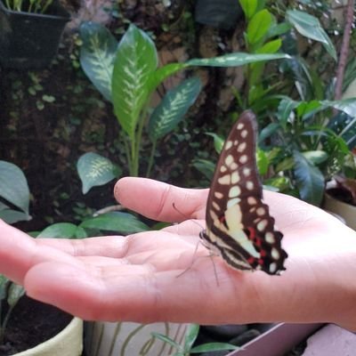 VergelZaragoza's profile picture. 