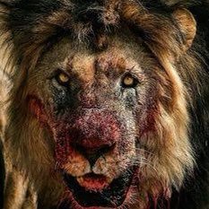 calucillo's profile picture. 