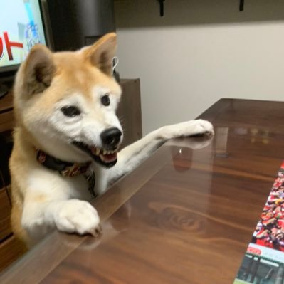 広島県呉市出身の土建屋を営むおっさんです。カープと柴犬が大好きです。柴犬さくら🌸2022年12月2日🌈へ