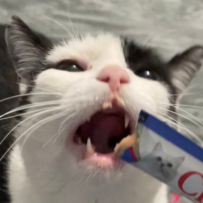 acatnamedteddy Profile Picture