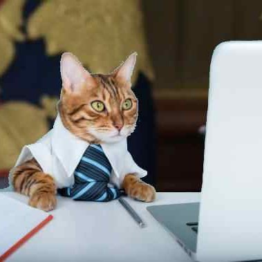 Welcome to account of Alexei Catov, Official cat of Official President of Russia Vladimir Vladimirovich Putin.