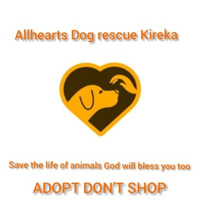 We help Dogs in Uganda by feeding them and finding them good homes have a good heart and save a dog's life #Adopt don't shop https://t.co/ZPkk2SDEO3