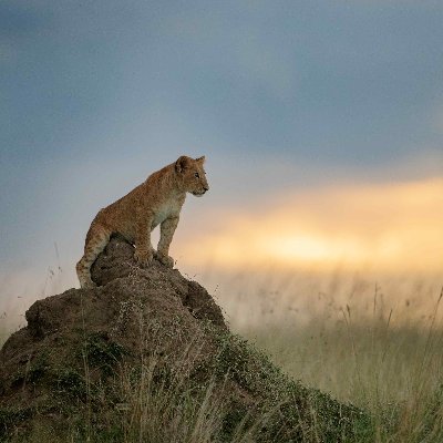 Wildlife Photographer, Canon EOS Maestro. Author and Tutor
https://t.co/vgnXbhGhsU | UnOfficial Owl Photographer  @theburrownft