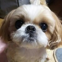 ひらすけ (@hirasuke_3300) 's Twitter Profile Photo ひらすけ (@hirasuke_3300) 's Twitter Profile Photo