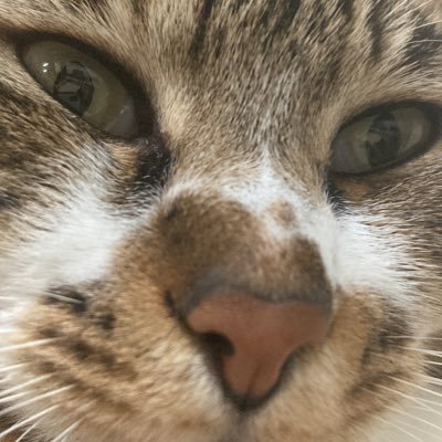 miso92843701's profile picture. チュニドラ プロスピ ボートレース🚤 ハナハナ好き MAZDA3