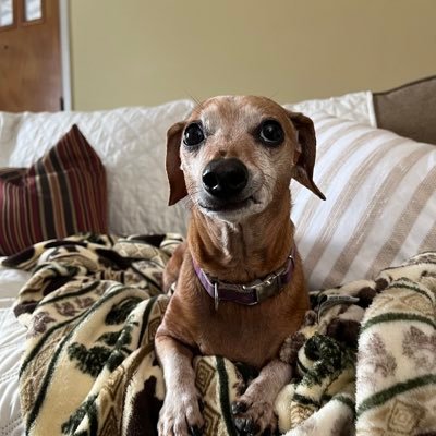 Bruno is a miniature, short hair Dachshund.He loves fetch, treats, sleeping & chasing rabbits. He hates clothes & going outside in the rain. He’s 11 y/o rescue.