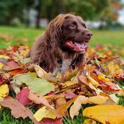 Check out @rocket_the_sprocker (instagram)