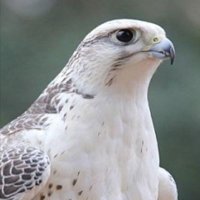 الأمل حياه🌹 (@lmlbllh55589214) Twitter profile photo