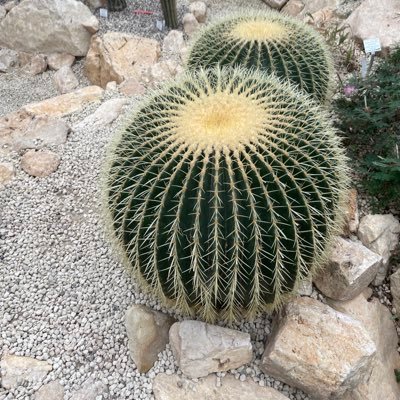 HTriebisch's profile picture. 