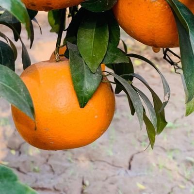 Horticzone's profile picture. Involved in fruit crops