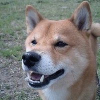ｲｯﾊﾟｲｱｯﾃﾅ★終活中 (@nihonabunai) Twitter profile photo