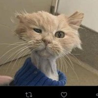 Bald eagle (@darren20041950) 's Twitter Profile Photo