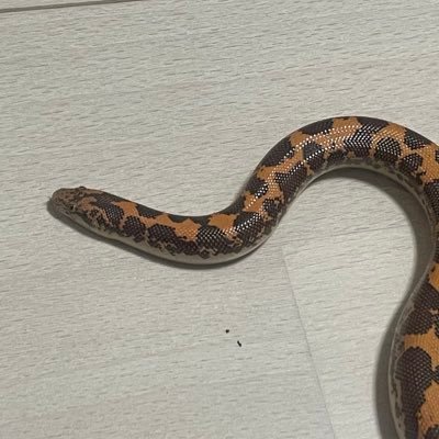 Bebe Rep.で蛇担当の弟子をしています! いずれ蛇担当になる為の修行中です! 写真UPの練習過程や知ったことなど ツイートします!よろしくお願いします
