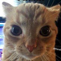 Boire du carton (@boiteducarton) 's Twitter Profile