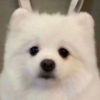 # butter (@noeylechh) 's Twitter Profile Photo # butter (@noeylechh) 's Twitter Profile Photo