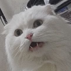 피랑さんのプロフィール画像