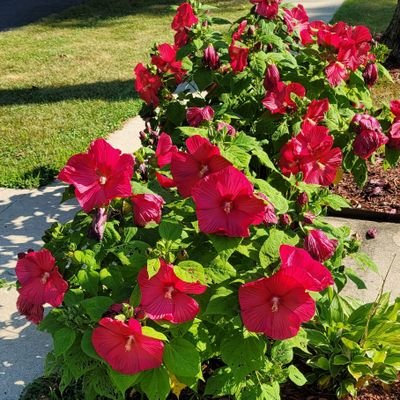 CherylW98557439's profile picture. 