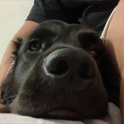 fefefelilo's profile picture. • study •hamister •veterinária
