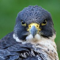 🇺🇸 Blue Falcon 🇺🇸(@RealBlueFalcon_) 's Twitter Profileg