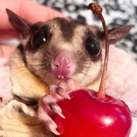 🔻フクモモのルディ🥀 (@rudyfukumomo) 's Twitter Profile