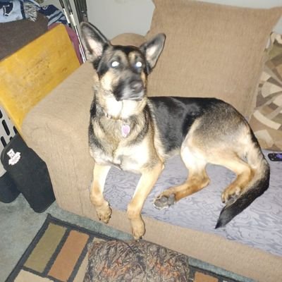 thetodd197411's profile picture. God! Family! Country! I serve God. I protect my Family. And I deceive my current country.
 Trump won
 Kari lake won
MTG is a fighter
for Tippy the turtle.