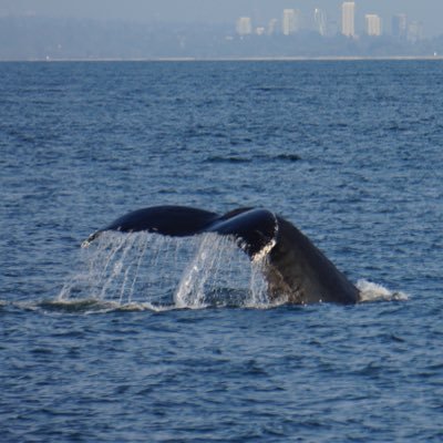 海外在住🍖短期投資は最低1年 / 中期投資は5年-10年/ 長期枠は10年以上既に放置 / ど短期トレードと投資は区別 / 毎日株価をみるのが好きな小学生でした😂 / 心を燃やせ Set your heart ablaze🔥